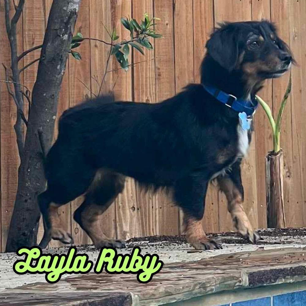 Layla Ruby, a Adoptable mixed breed in San Antonio, TX image 1/3