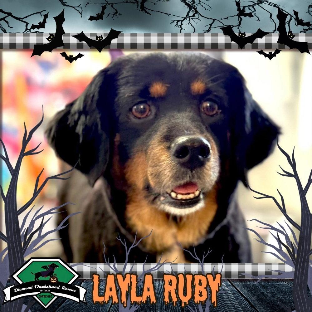 Enlarge Layla Ruby, a Adoptable mixed breed in San Antonio, TX image 3/3