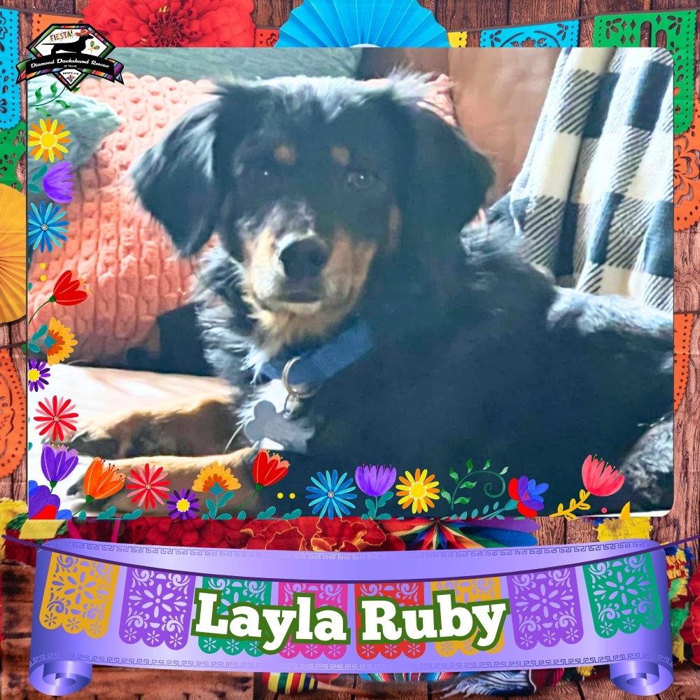 Enlarge Layla Ruby, a Adoptable mixed breed in San Antonio, TX image 3/3
