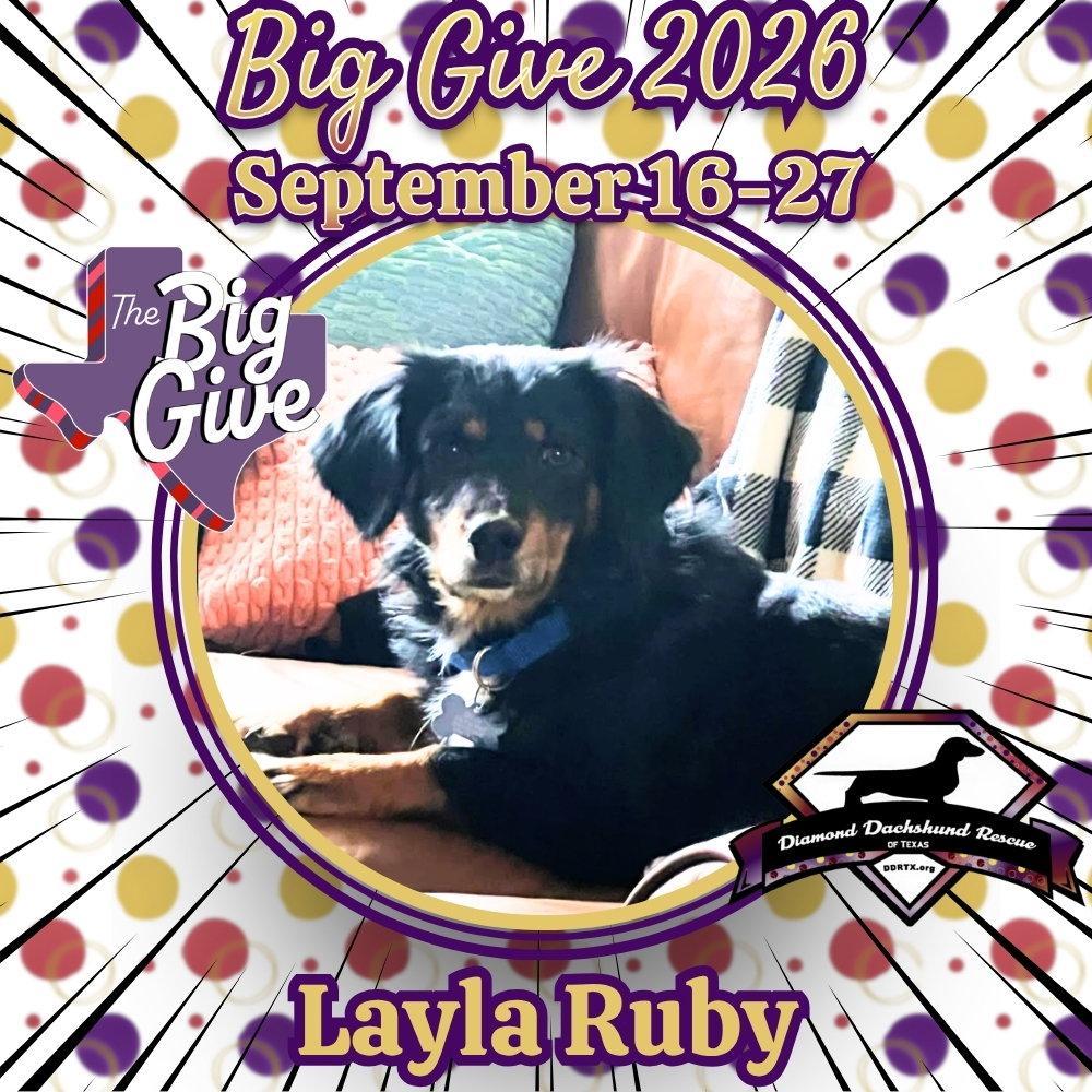 Enlarge Layla Ruby, a Adoptable mixed breed in San Antonio, TX image 2/3