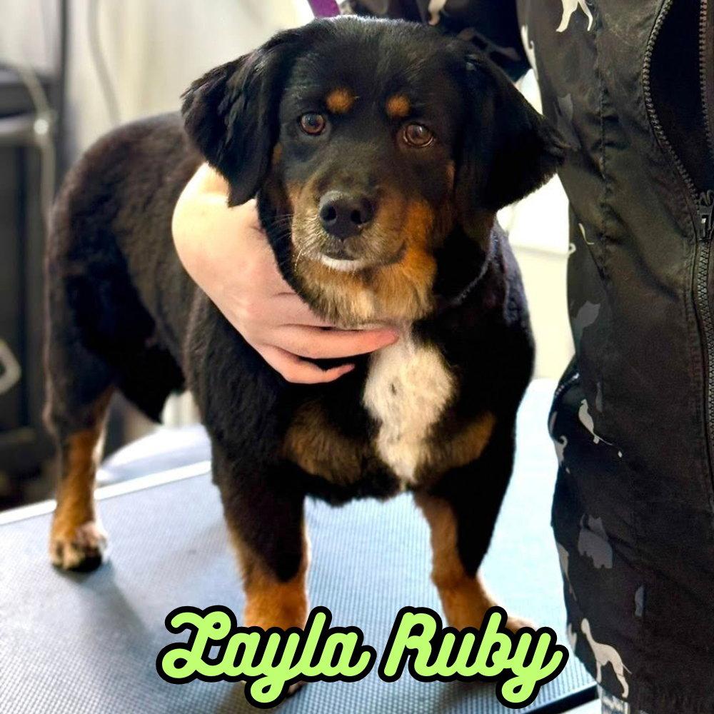 Layla Ruby, a Adoptable mixed breed in San Antonio, TX image 2/3
