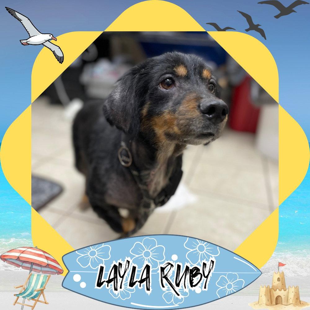 Layla Ruby, a Adoptable mixed breed in San Antonio, TX image 3/3