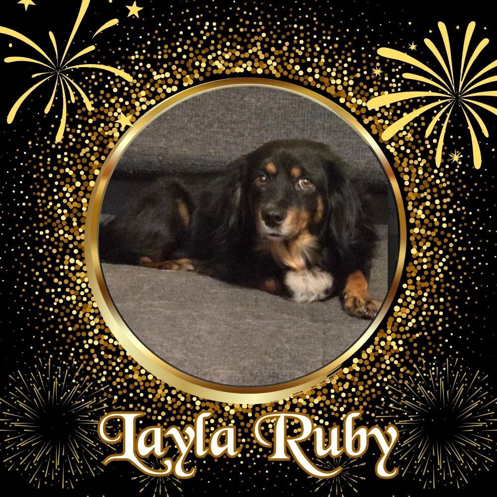 Layla Ruby, a Adoptable mixed breed in San Antonio, TX image 3/3