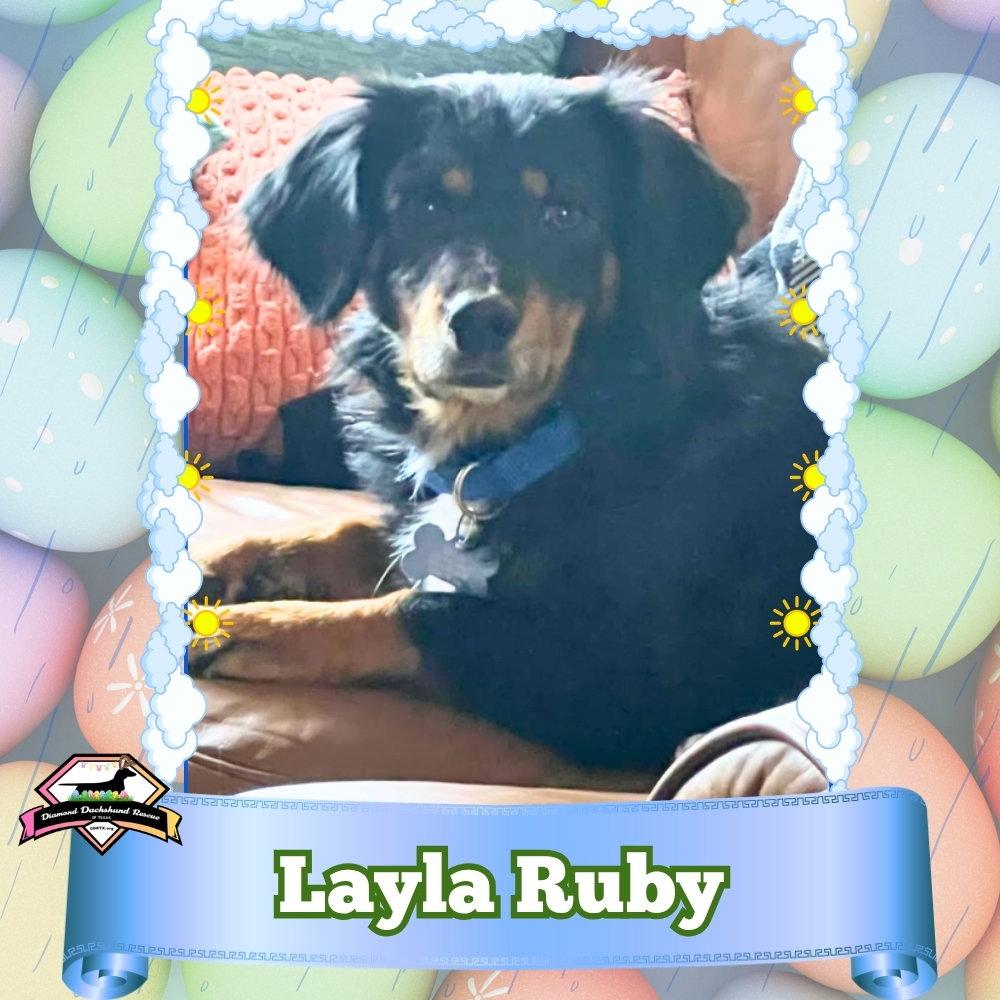 Enlarge Layla Ruby, a Adoptable mixed breed in San Antonio, TX image 3/3