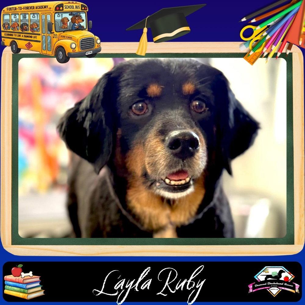 Layla Ruby, a Adoptable mixed breed in San Antonio, TX image 3/3