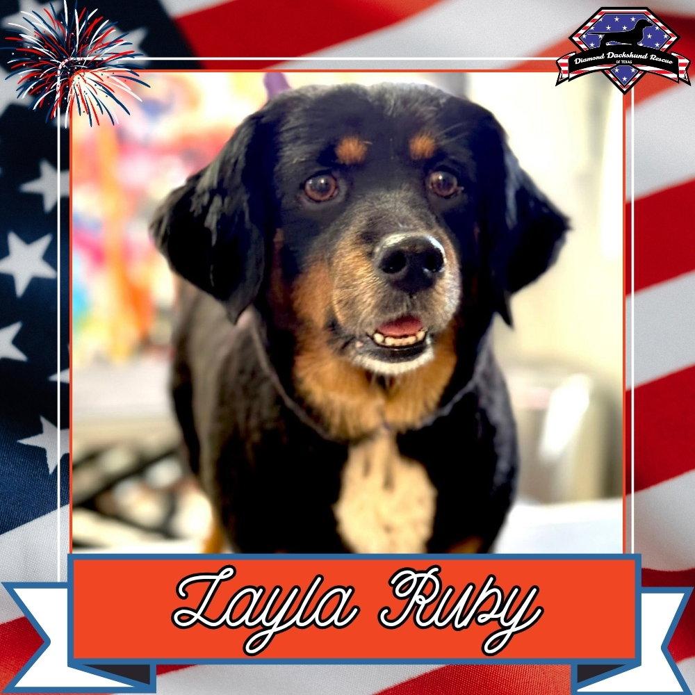 Layla Ruby, a Adoptable mixed breed in San Antonio, TX image 3/3