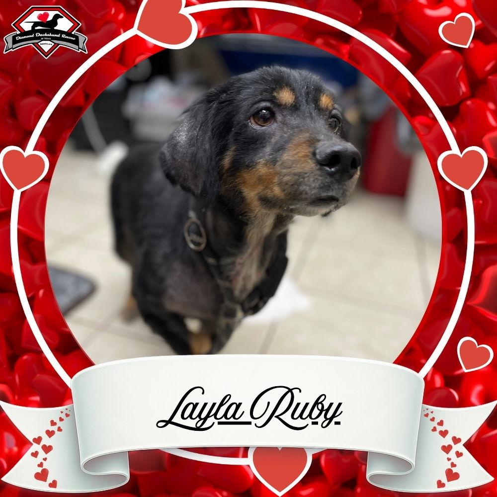 Enlarge Layla Ruby, a Adoptable mixed breed in San Antonio, TX image 3/3