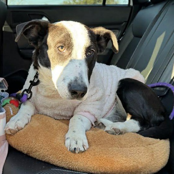 Enlarge Ollie, a Adoptable mixed breed in Allentown, PA image 5/5