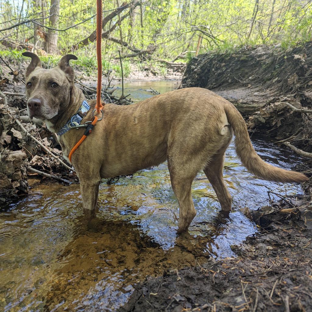Enlarge Dixie Loo, a Adoptable Mixed Breed in Grand Rapids, MI image 1/6