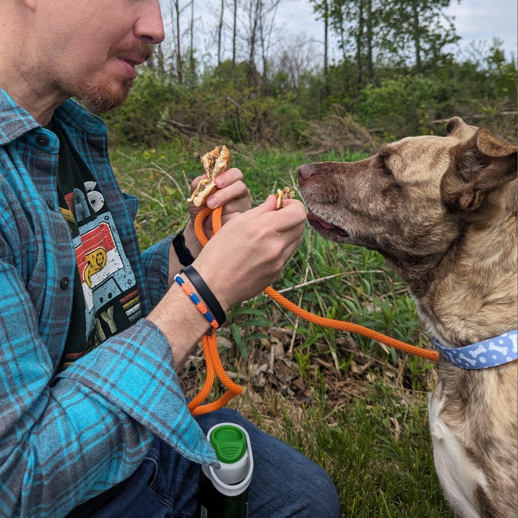 Enlarge Dixie Loo, a Adoptable Mixed Breed in Grand Rapids, MI image 4/6