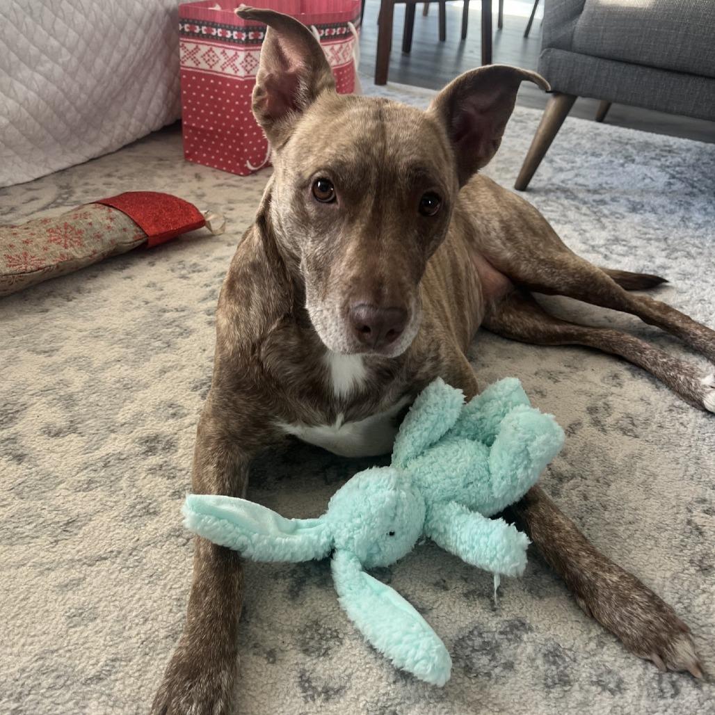 Enlarge Dixie Loo, a Adoptable Mixed Breed in Grand Rapids, MI image 5/6