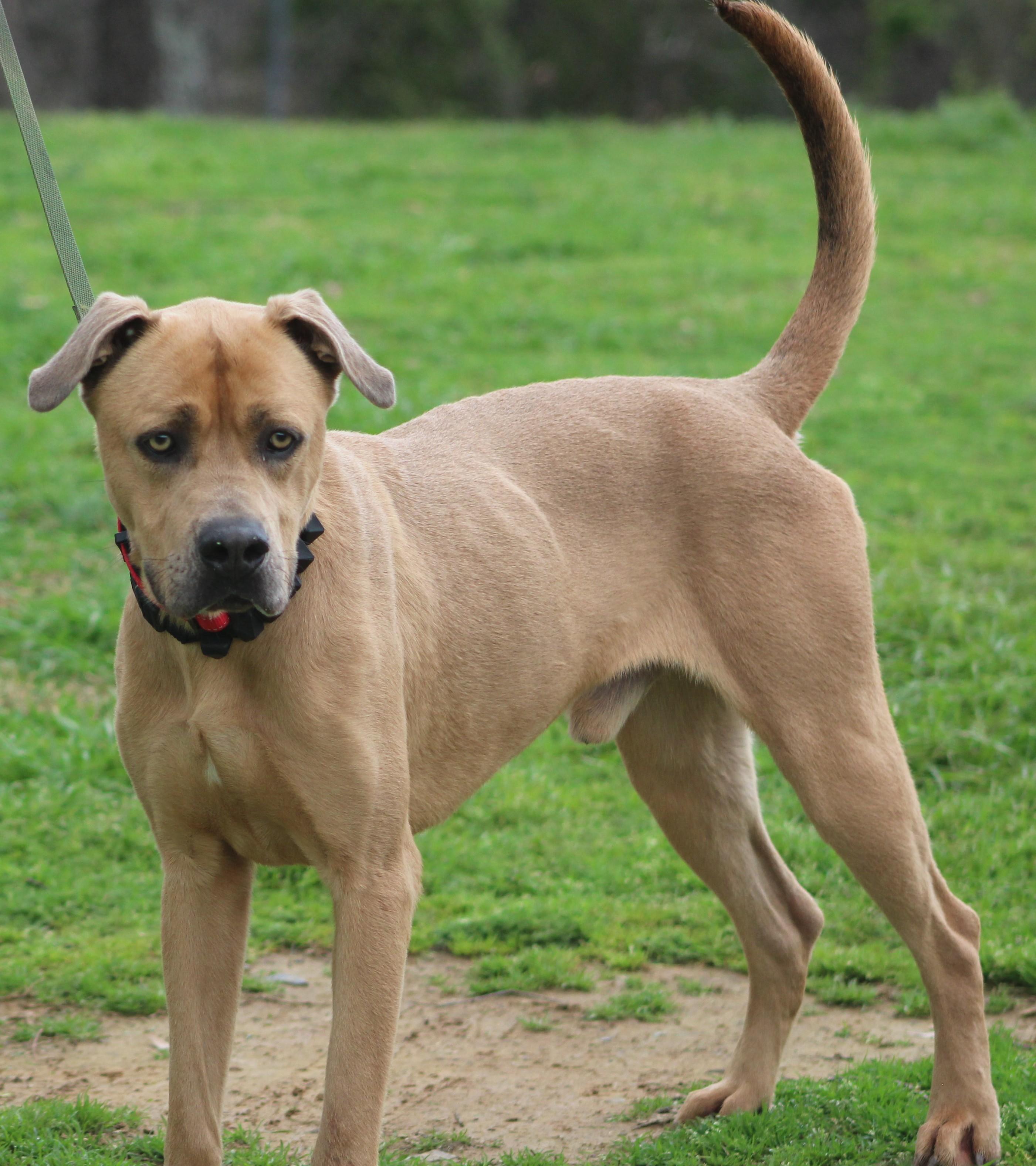 Scrappy Doo, ADOPTABLE, Adult Male Black Mouth Cur.