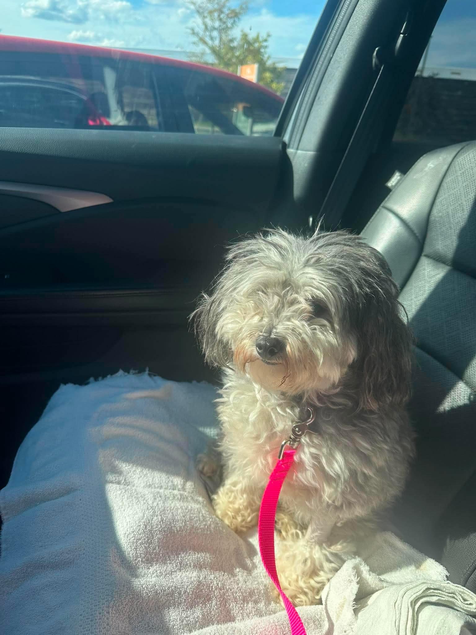Sandy, Adopted, Senior Female Poodle.