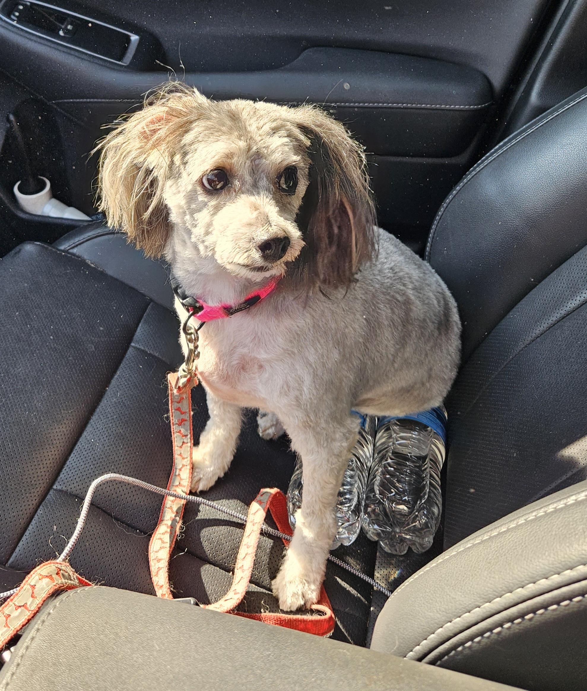 Enlarge Sandy, a Adopted mixed breed in Greenville, OH image 2/5