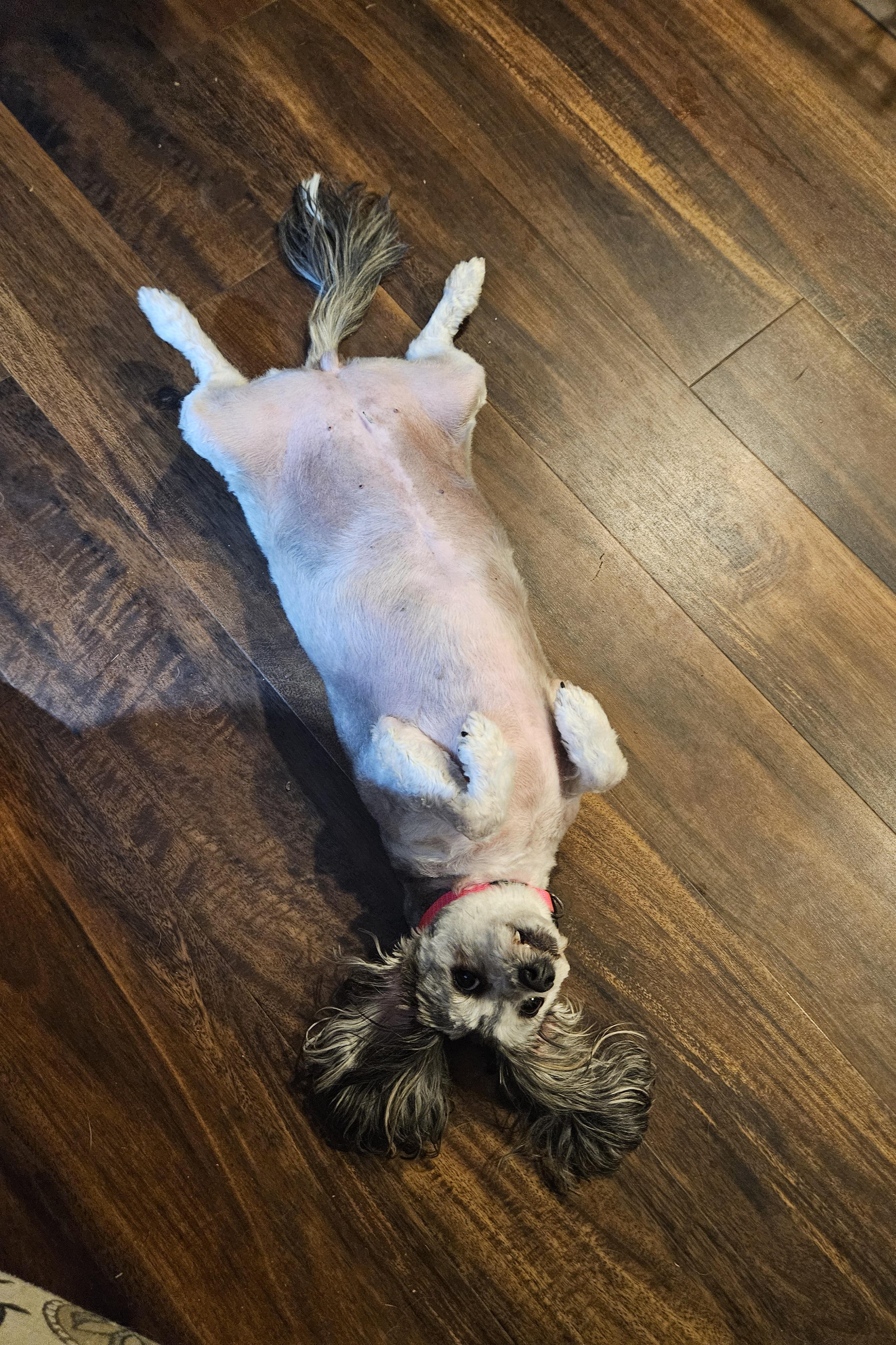 Enlarge Sandy, a Adopted mixed breed in Greenville, OH image 3/5