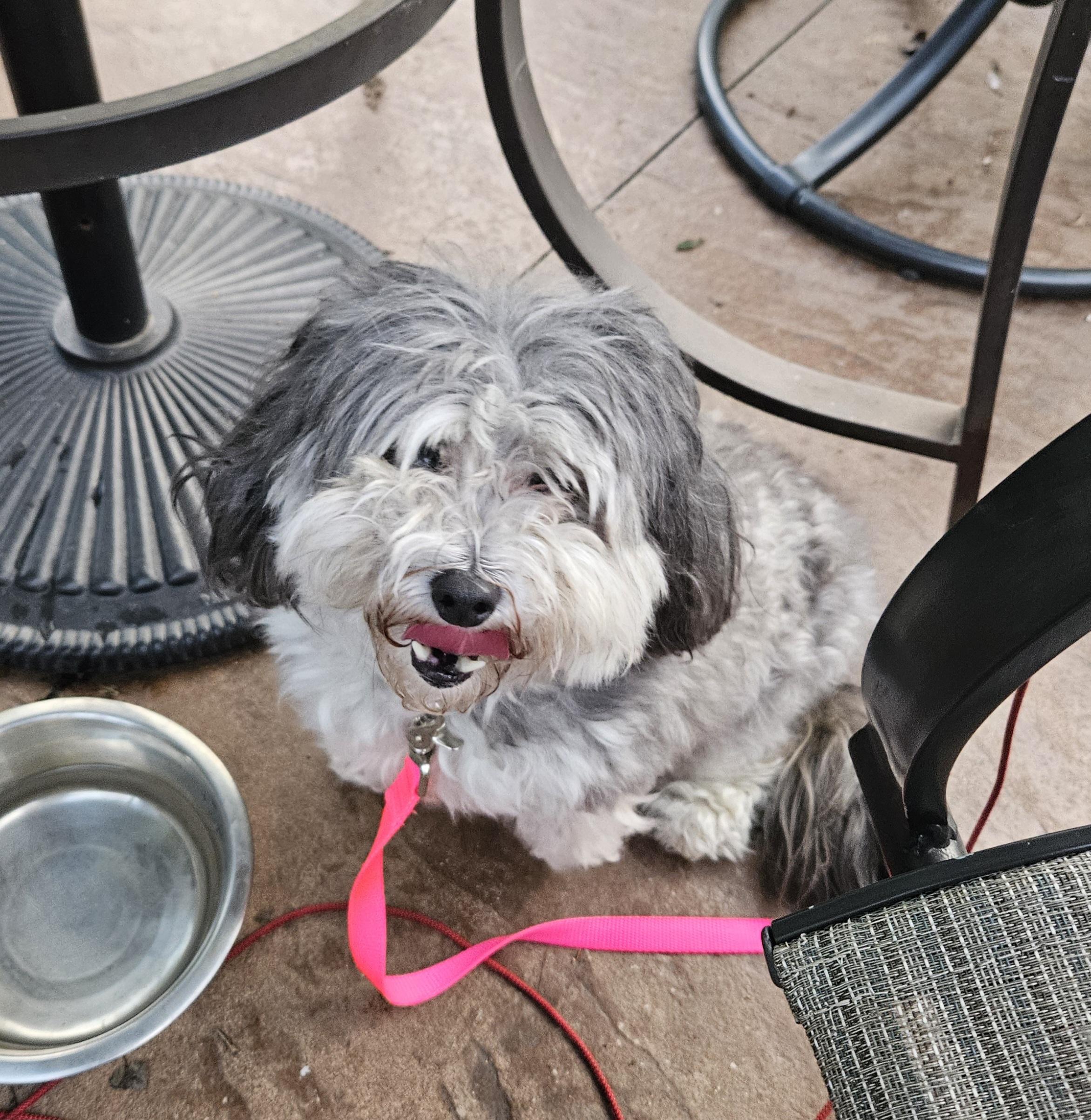 Enlarge Sandy, a Adopted mixed breed in Greenville, OH image 5/5