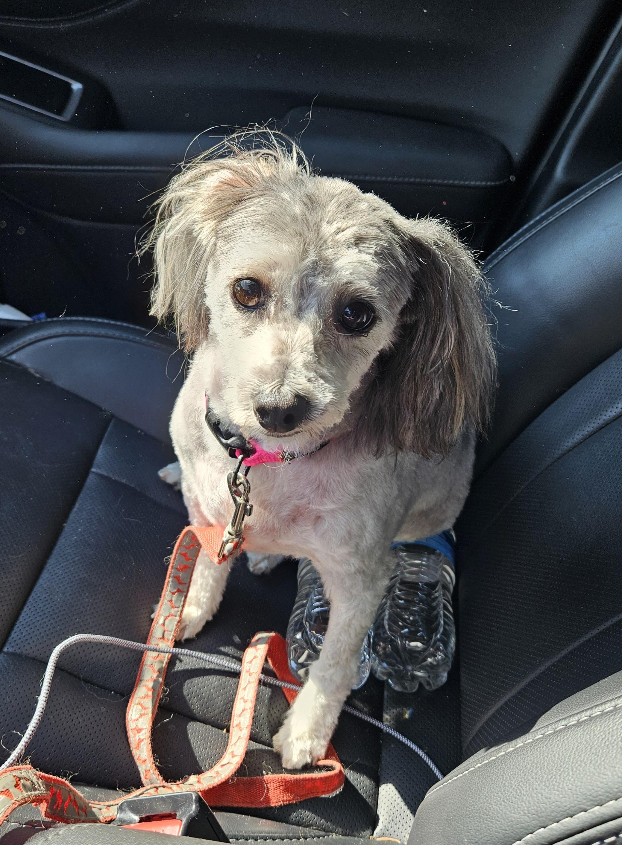 Enlarge Sandy, a Adopted mixed breed in Greenville, OH image 4/5