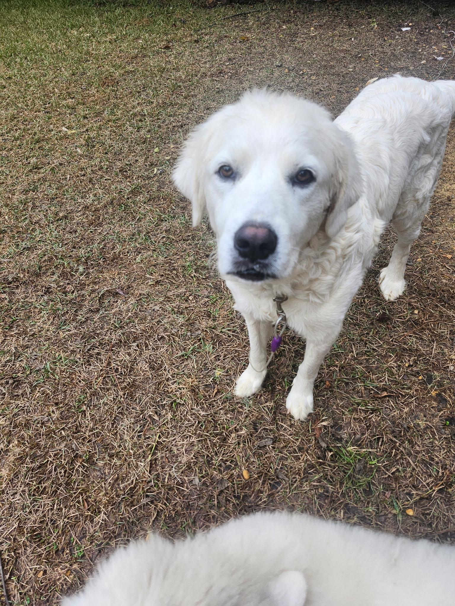 Enlarge BAMA BELLE, a Adoptable Great Pyrenees in Allentown, PA image 2/4