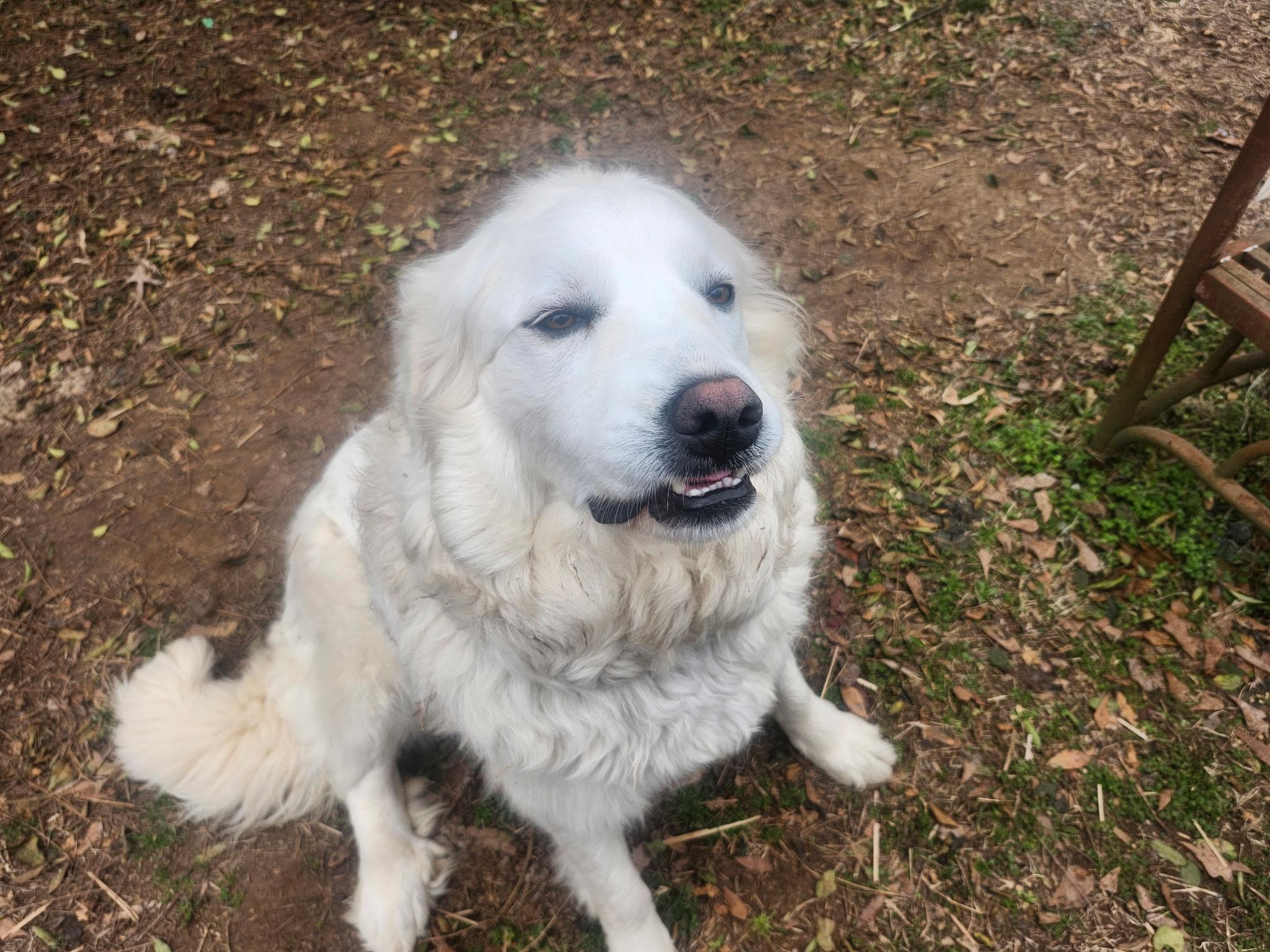 Enlarge BAMA BELLE, a Adoptable Great Pyrenees in Allentown, PA image 3/4