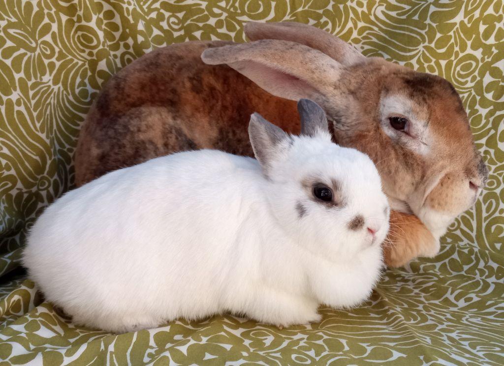 Enlarge BFG/Loquita, a Adoptable mixed breed in Goleta, CA image 2/2