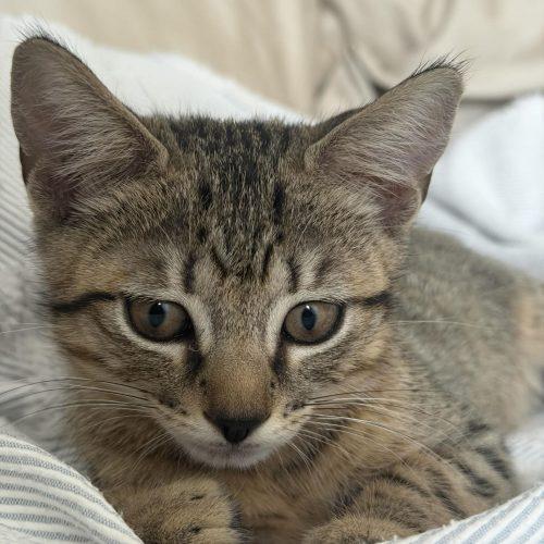 Lamby, a Adoptable Domestic Short Hair in Verona, NJ image 2/5