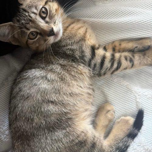 Lamby, a Adoptable Domestic Short Hair in Verona, NJ image 4/5