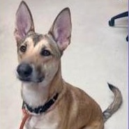 Nala, an adopted mixed breed in St. Augustine, FL image 3/3