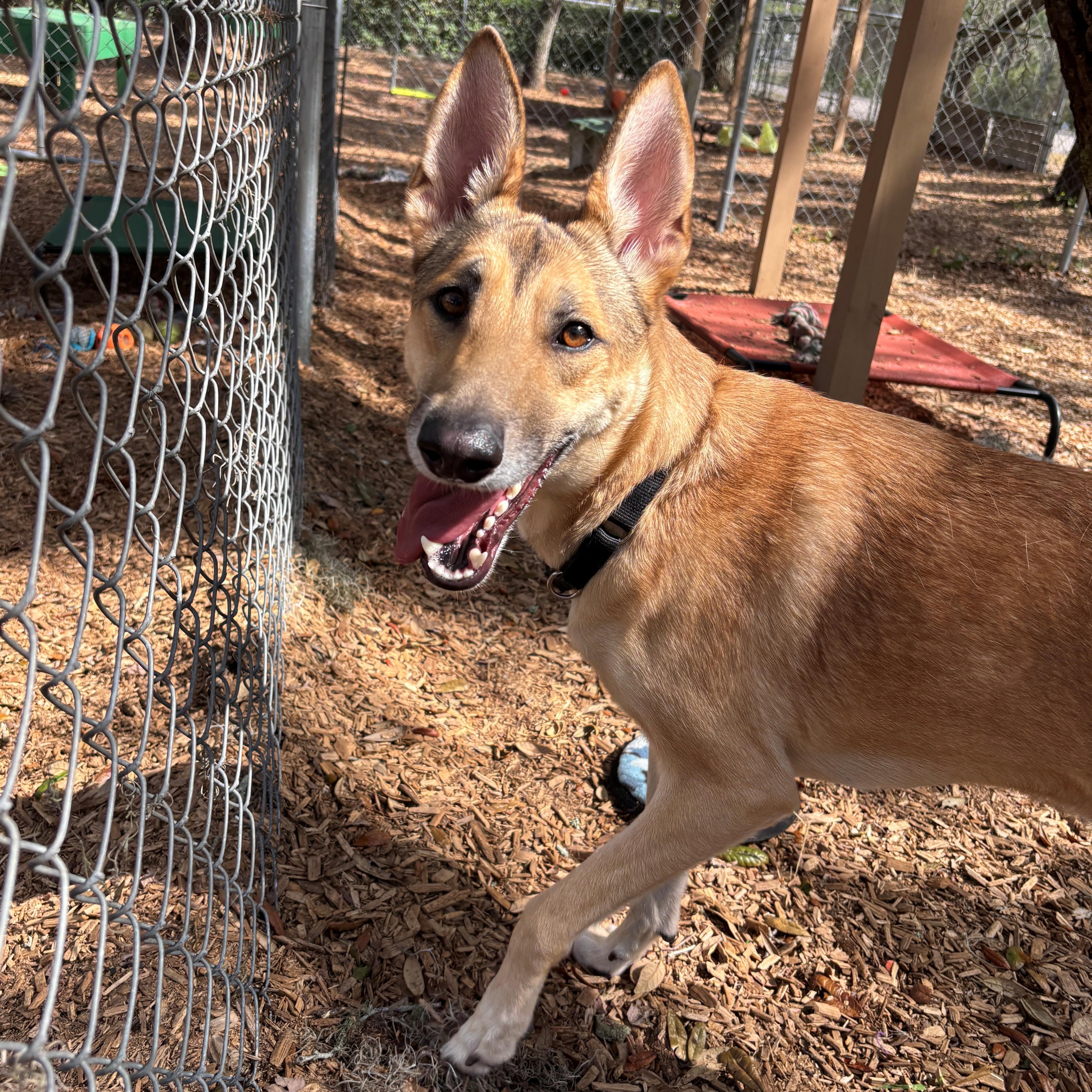 Nala, an adopted mixed breed in St. Augustine, FL image 1/3
