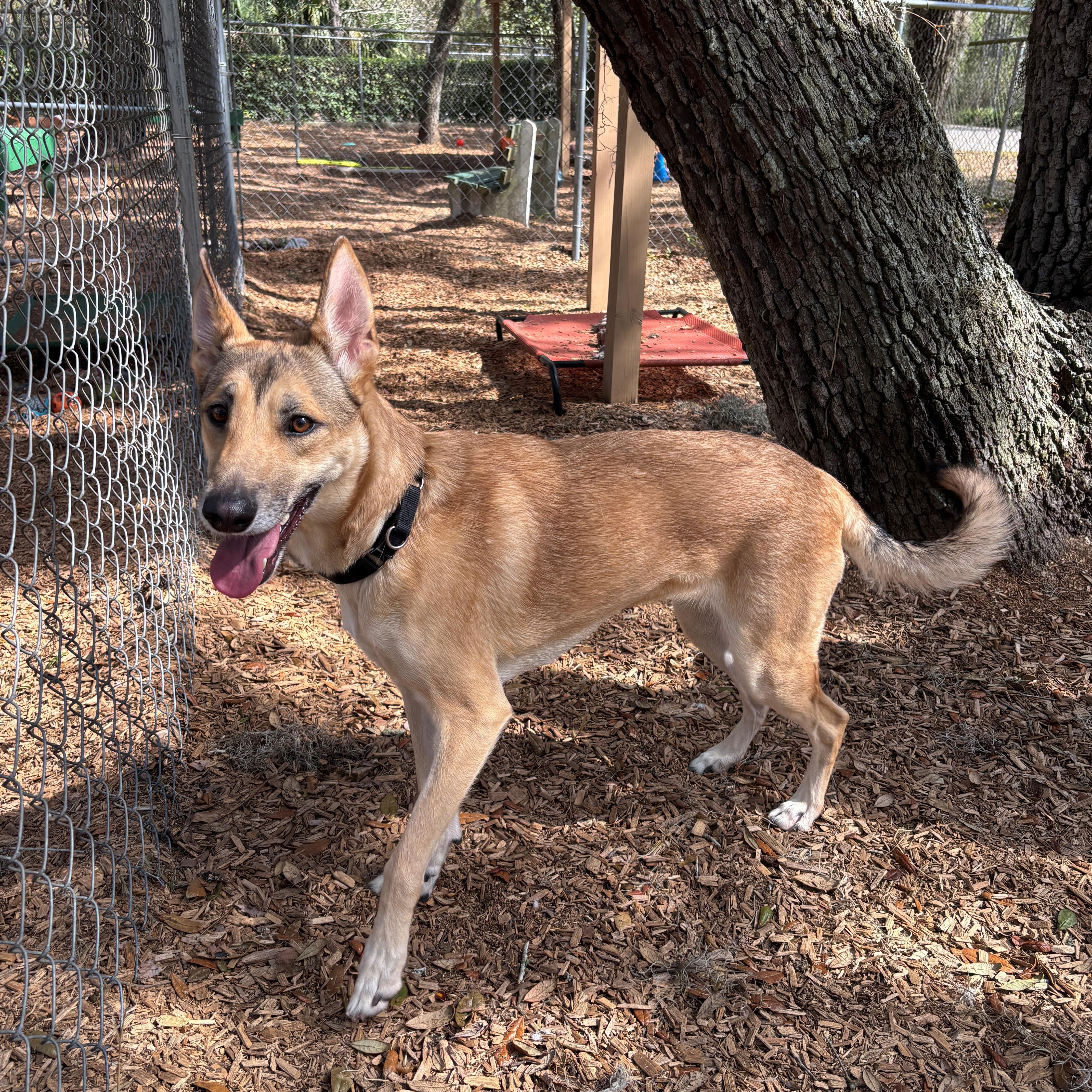 Nala, an adopted mixed breed in St. Augustine, FL image 2/3