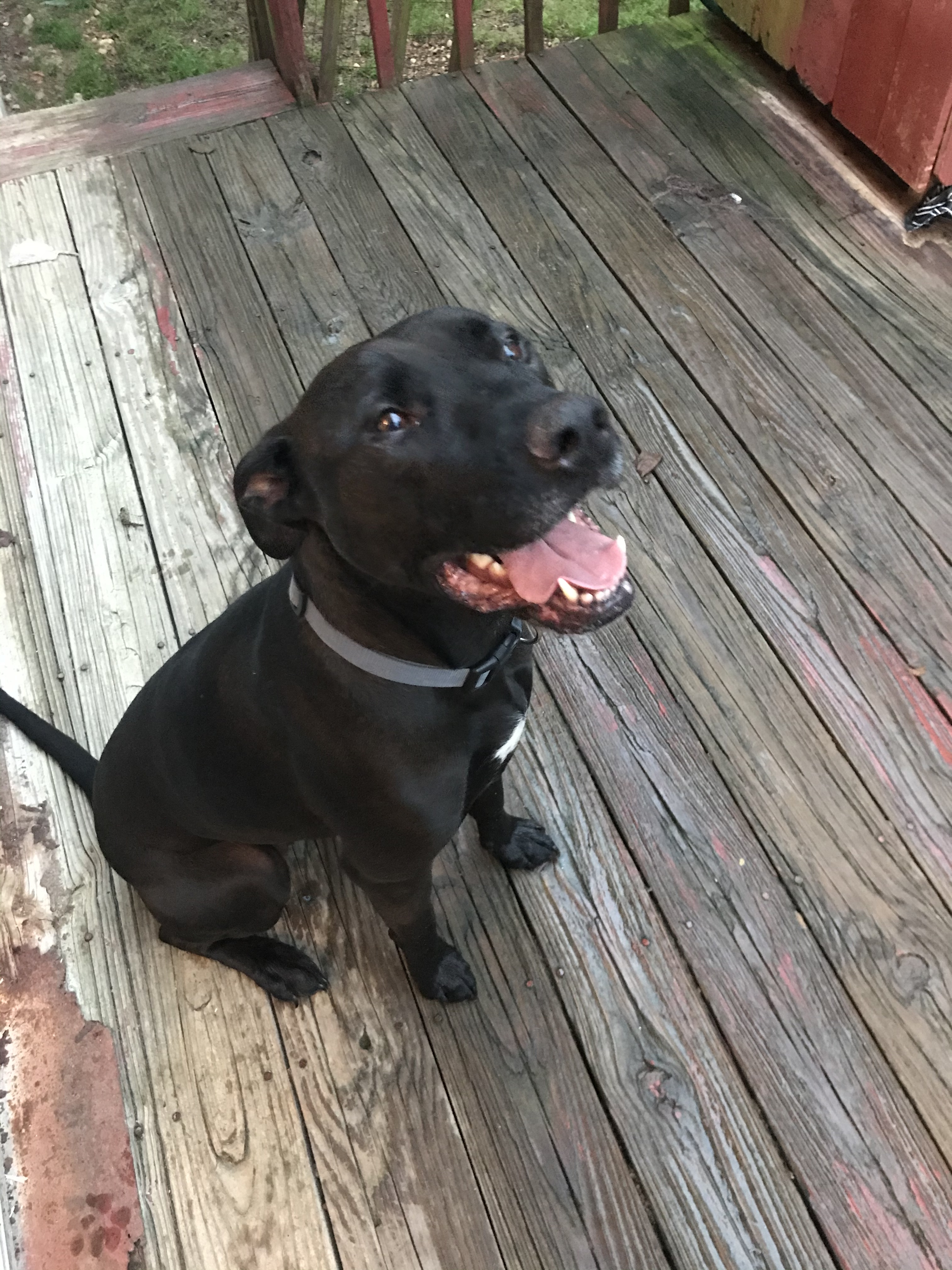 Enlarge Penny, a Adoptable mixed breed in Harrison, AR image 1/2