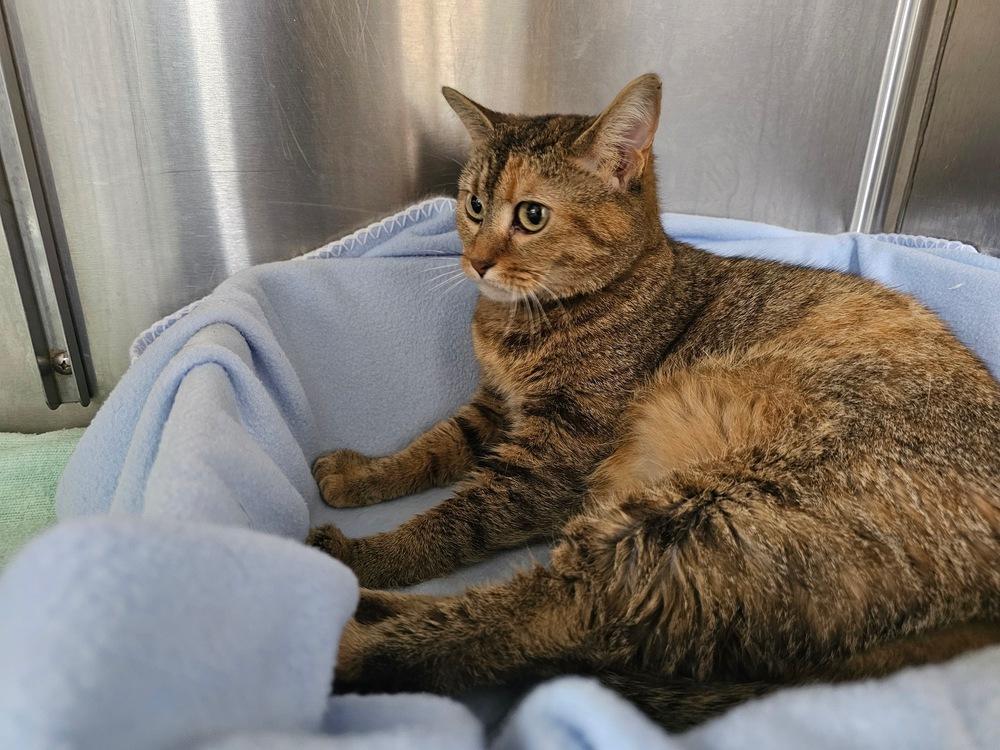 Jasmine Q K-477, Adoptable, Adult Female Domestic Short Hair.