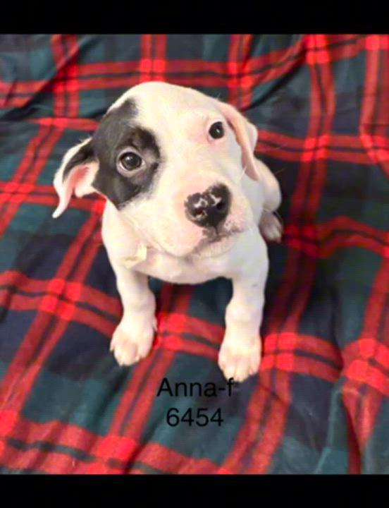 Anna , ADOPTABLE, Puppy Female American Staffordshire Terrier.