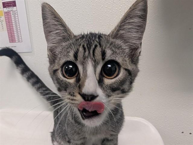 CUSTARD, Adoptable, Kitten Female Domestic Short Hair.