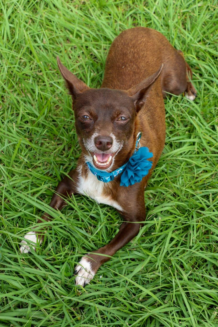 EVITA - calm, quiet & easy!, a Adoptable mixed breed in New York, NY image 4/6