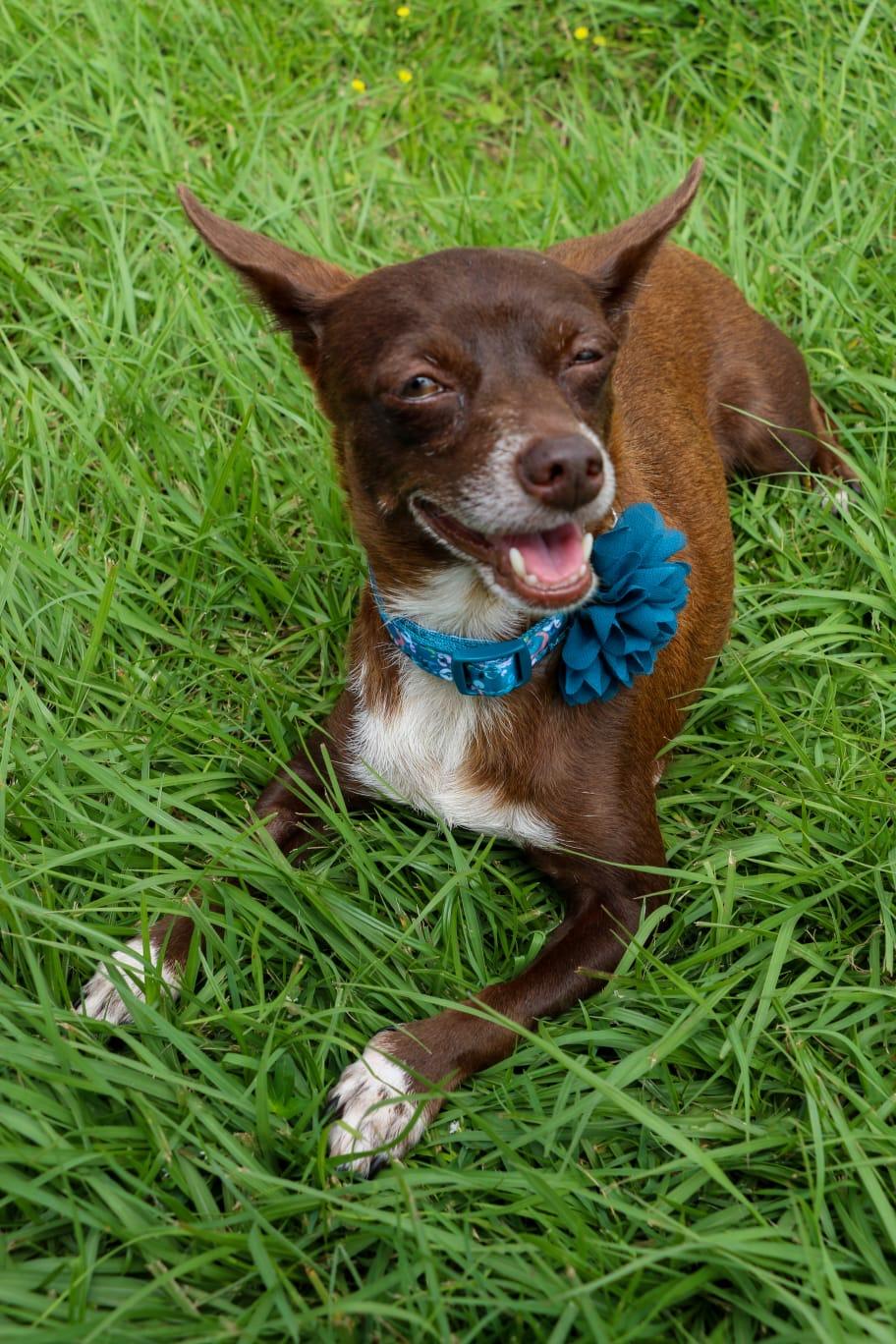 EVITA - calm, quiet & easy!, a Adoptable mixed breed in New York, NY image 1/6