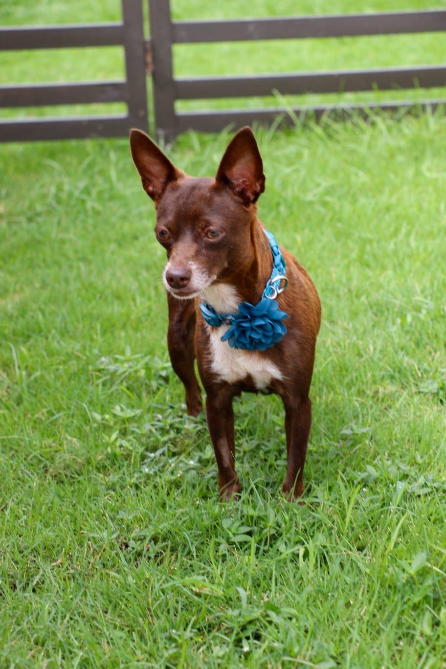 EVITA - calm, quiet & easy!, a Adoptable mixed breed in New York, NY image 6/6