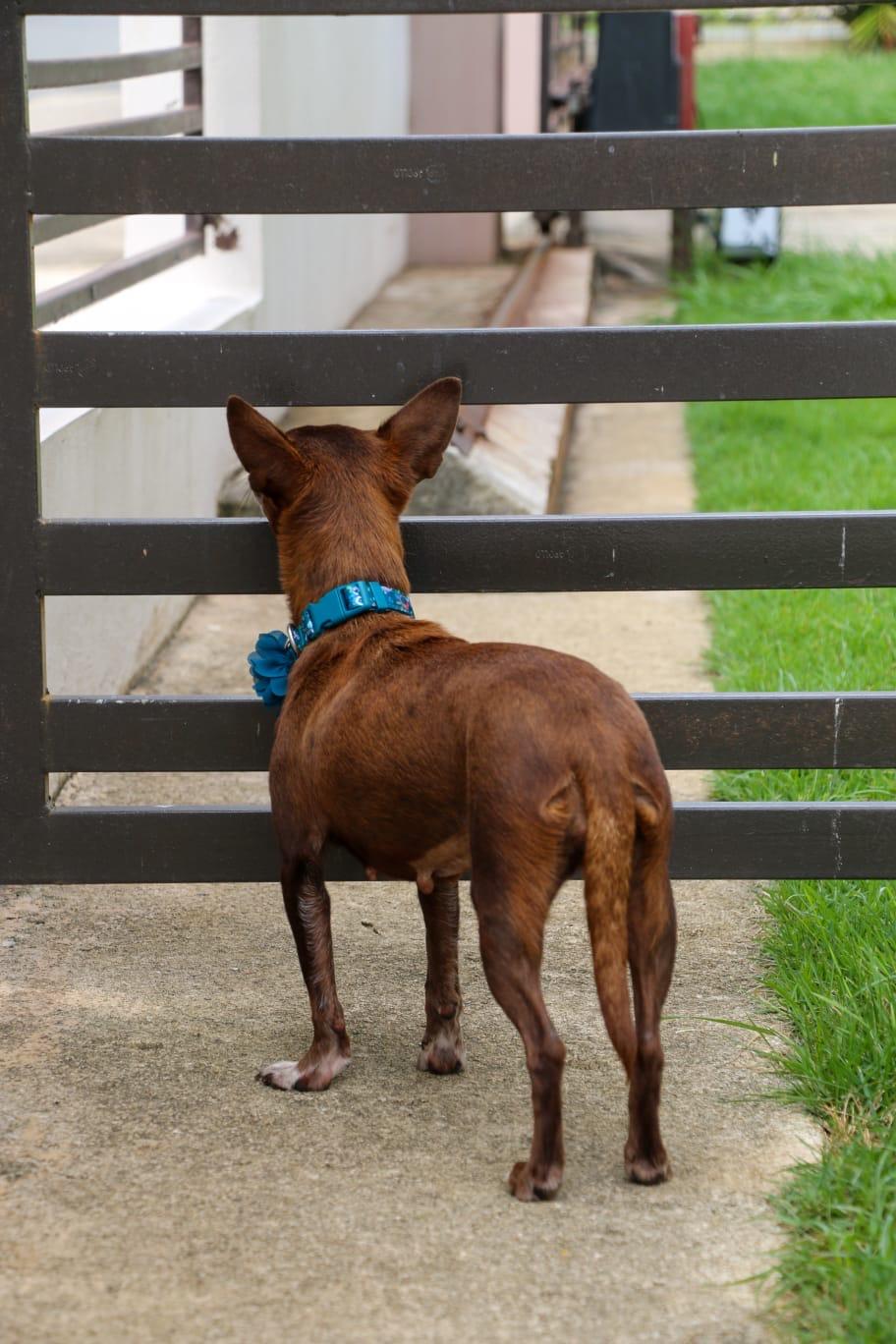 EVITA - calm, quiet & easy!, a Adoptable mixed breed in New York, NY image 2/6