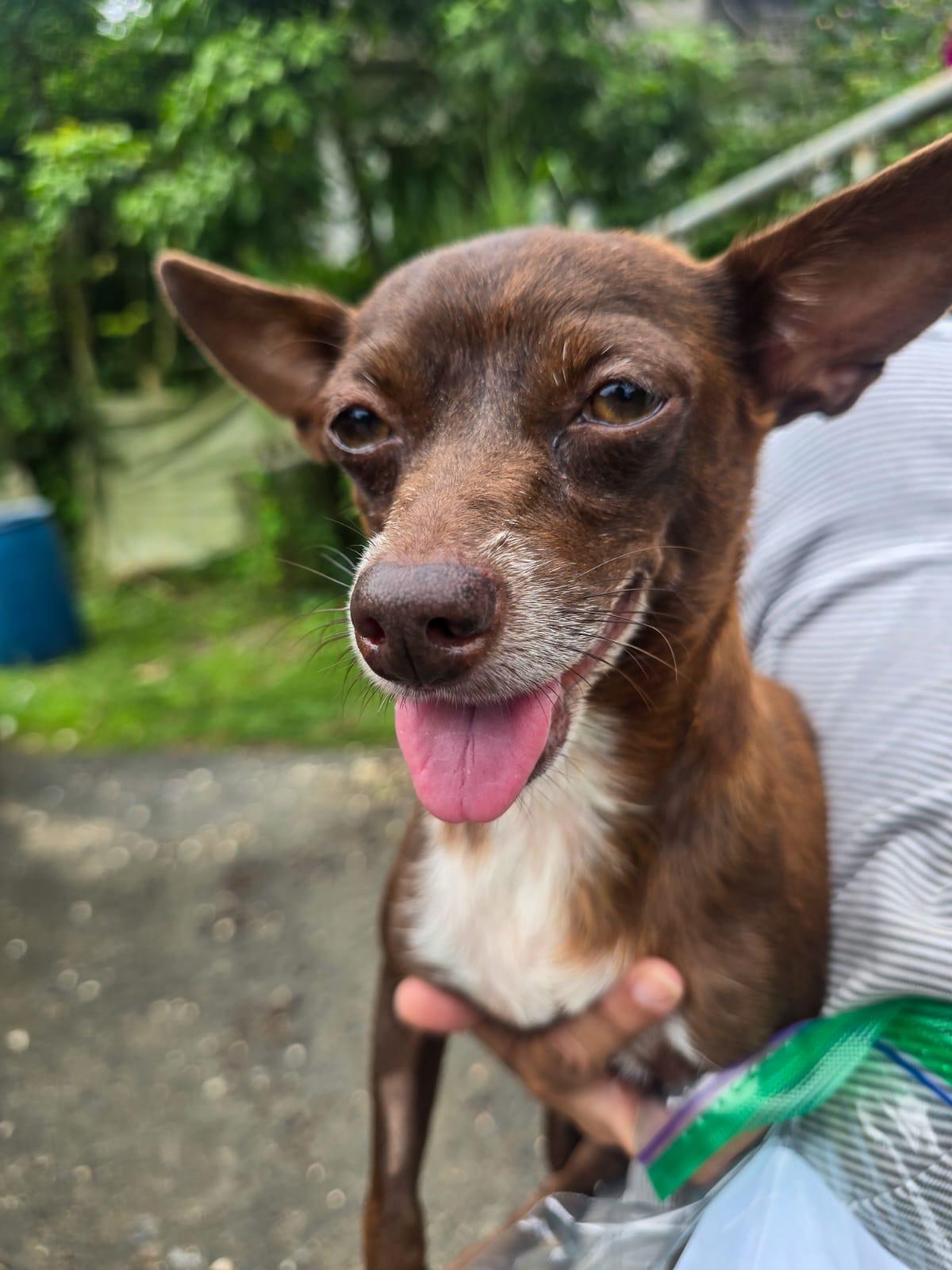 EVITA - calm, quiet & easy!, a Adoptable mixed breed in New York, NY image 3/6