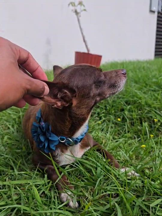 Enlarge EVITA - calm, quiet & easy!, a Adoptable mixed breed in New York, NY video 5/6