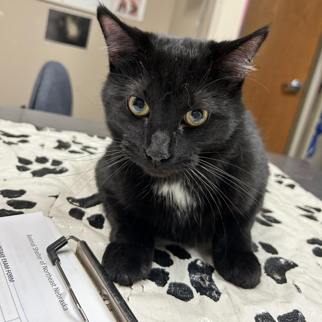 Bagheera, Adoptable, Young Male Domestic Short Hair.