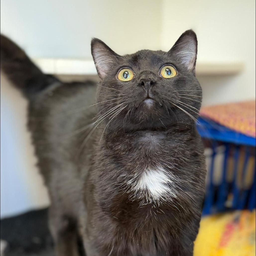 Enlarge Bagheera, a Adoptable Domestic Short Hair in Norfolk, NE image 2/2