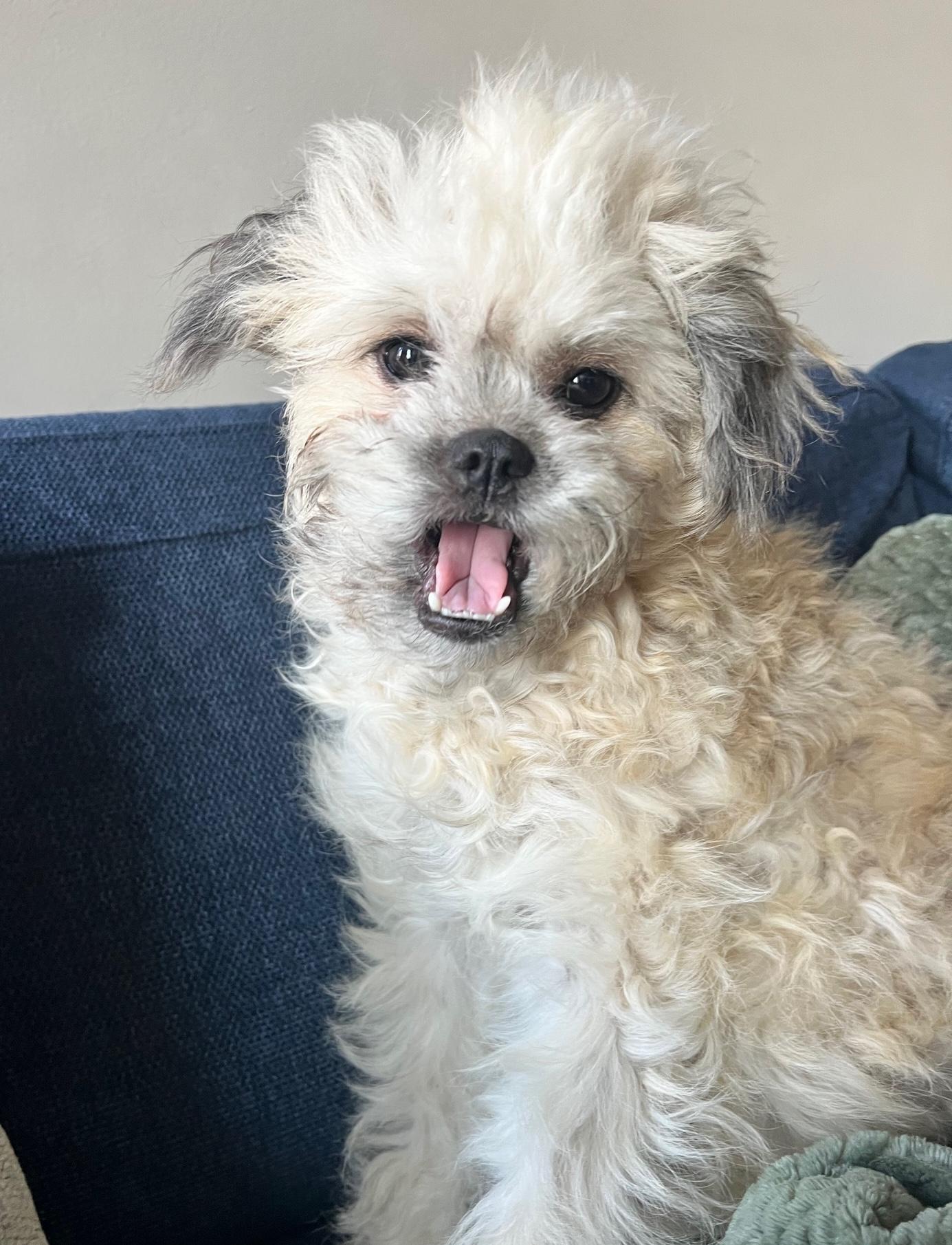 Cookie, a ADOPTABLE mixed breed in Brooklyn, NY image 5/6