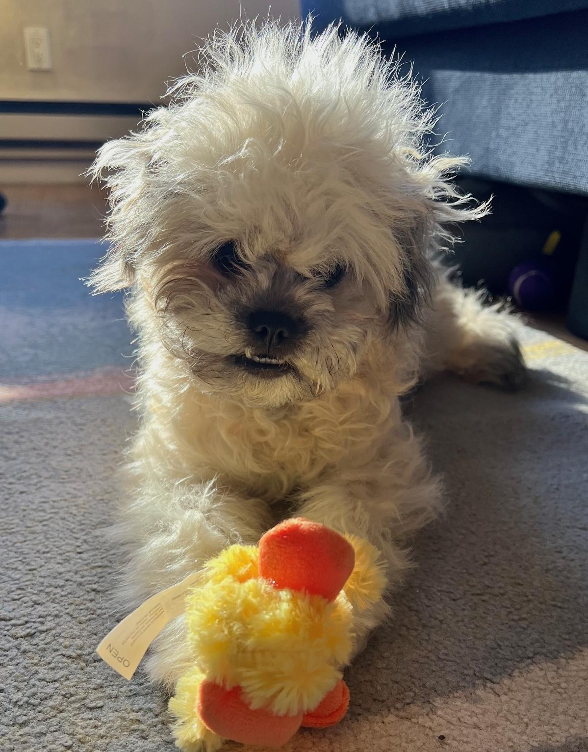 Cookie, a ADOPTABLE mixed breed in Brooklyn, NY image 6/6