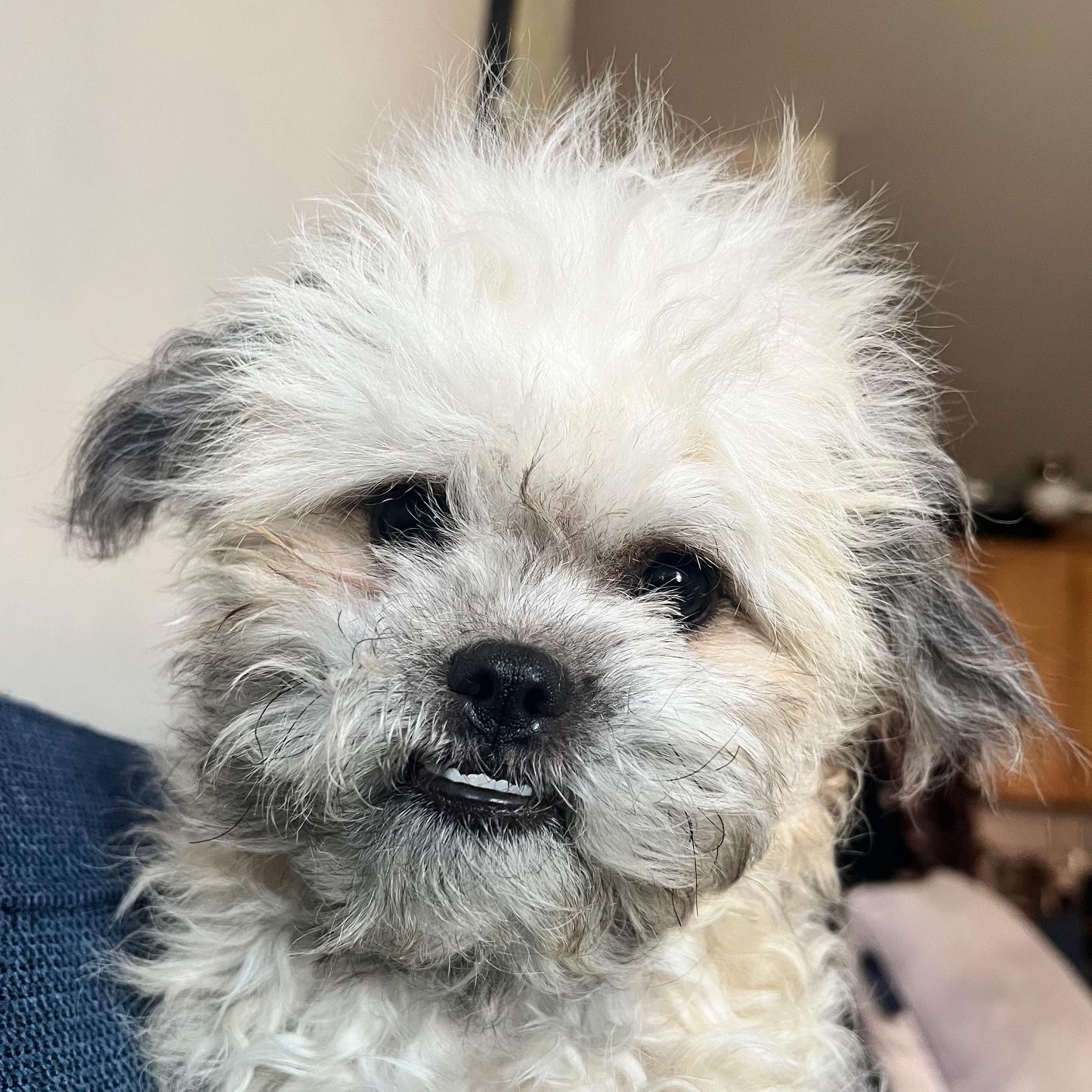 Cookie, ADOPTABLE, Young Female Miniature Poodle & Shih Tzu.