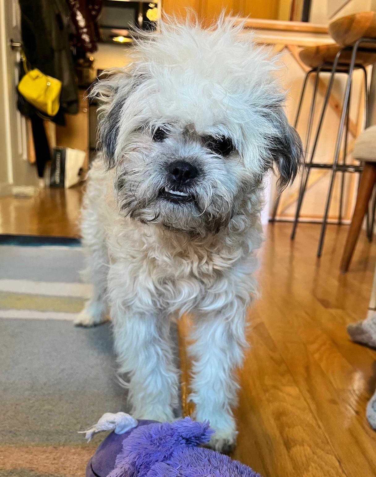 Cookie, a ADOPTABLE mixed breed in Brooklyn, NY image 3/6