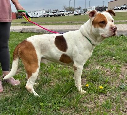 Enlarge Brock, a Adoptable mixed breed in Little Rock, AR image 4/4
