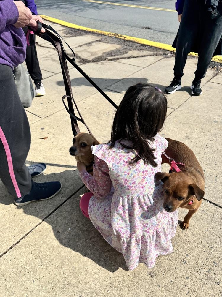 Sassy, Adoptable, Young Female Chihuahua & Miniature Pinscher.