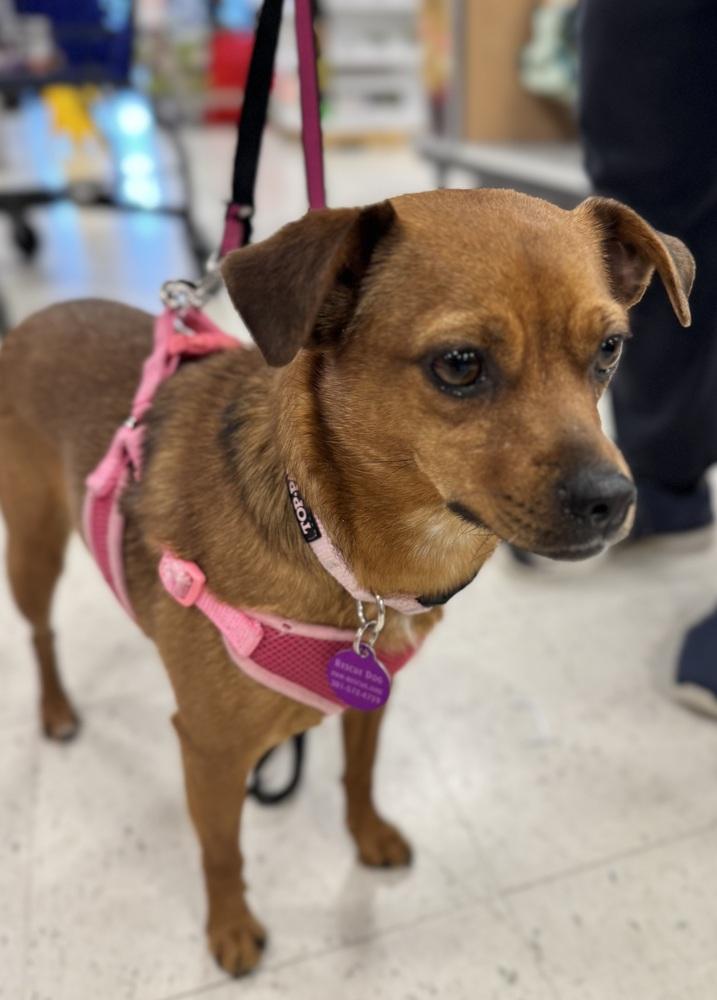 Enlarge Sassy, a Adoptable mixed breed in Greenbelt, MD image 2/5