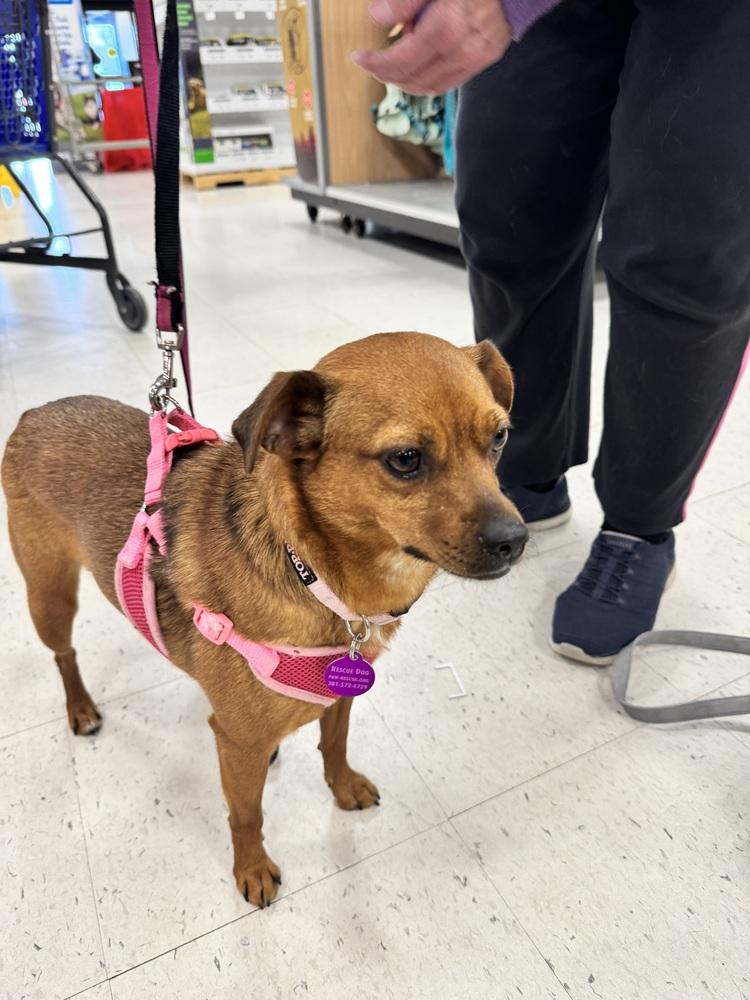 Enlarge Sassy, a Adoptable mixed breed in Greenbelt, MD image 3/5