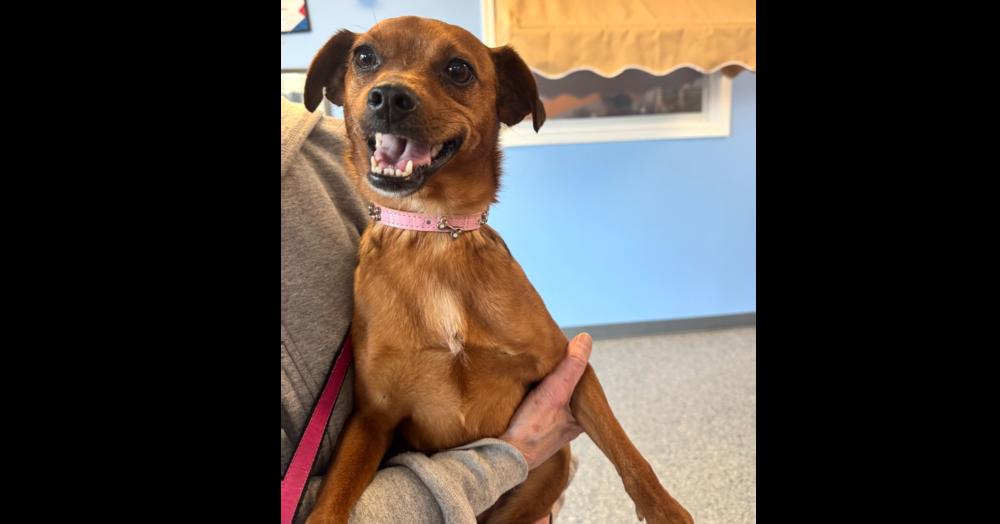 Enlarge Sassy, a Adoptable mixed breed in Greenbelt, MD image 4/5